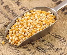 USDA зменшило прогнози врожаю та експорту української кукурудзи
